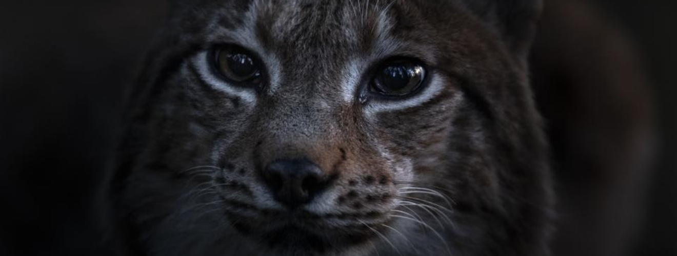 19.02.26.,Das Flüstern der Wälder_header